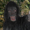 Gregory The Gorilla