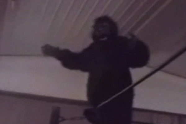 Gregory The Gorilla vs. Travis Vandetta vs. Jung Lo