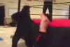 Gregory The Gorilla vs. Nick Cutler